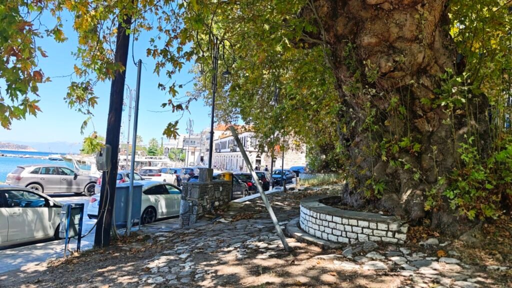 Waterfront and a large plane tree in the centre of Thassos town